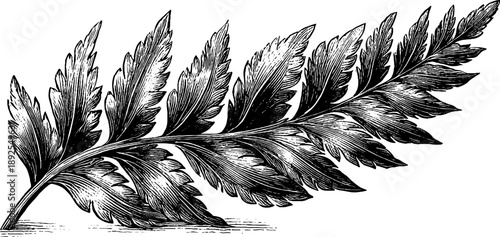 Vintage botanical fern frond engraving for nature-inspired design