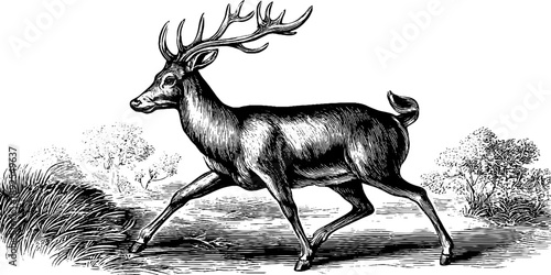 Vintage botanical engraving of forest animal in walking pose from 19th century
