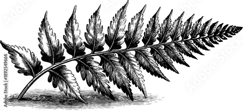 Vintage botanical fern frond illustration for design prints and posters