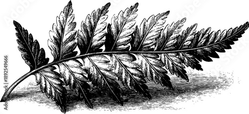 Vintage botanical fern frond engraving for nature-inspired designs