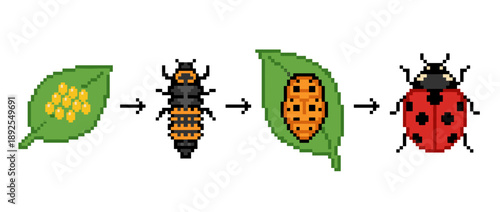 Illustration showing the four stages of a ladybug's life cycle: eggs on a leaf, larva, pupa, and adult ladybug.