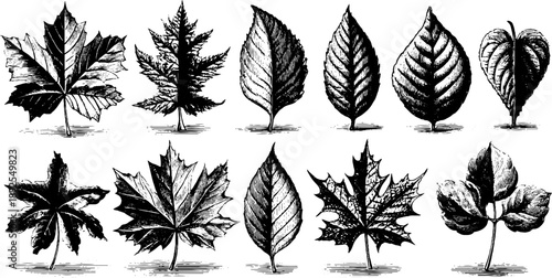 Vintage botanical leaf engraving collection for natural design and art projects