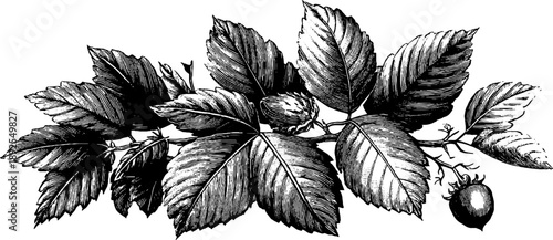 Vintage botanical engraving of forest leaf litter composition for nature-inspired designs