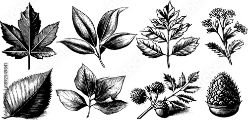 Vintage botanical leaf composition in engraved forest style for nature design