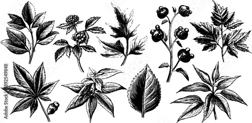 Vintage botanical engraving of forest leaf litter composition for nature-inspired design