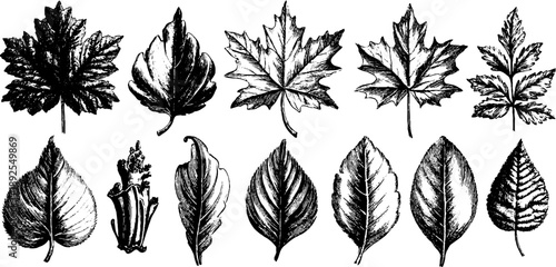Vintage botanical leaf composition engraving for nature-inspired designs