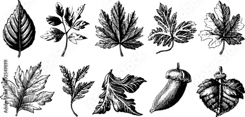 Vintage botanical engraving of forest leaf litter composition for design and decoration