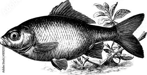 Fossil fish imprint with botanical elements from 19th century engraving