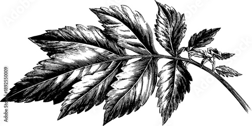 Fossil leaf imprint stone vintage botanical engraving from 19th century