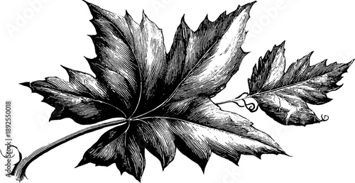 Fossil leaf imprint on stone - vintage botanical engraving from the 19th century for retro design