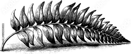 Vintage botanical fossil leaf imprint engraving from 19th century for historical design and study