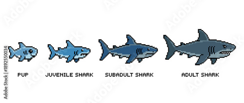 Illustration showing the different growth stages of a shark, from pup to adult.