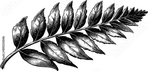 Fossil leaf imprint stone vintage botanical engraving for retro design and decor