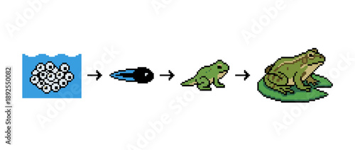 Illustration showing the life cycle of a frog, from eggs in water to a tadpole, then a young frog, and finally an adult frog on a lily pad.