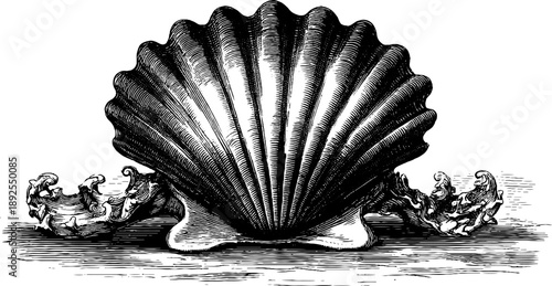 Fossilized shell imprint in 19th century botanical engraving