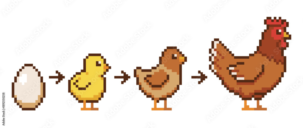 Fototapeta premium Illustration showing the life cycle of a chicken, from egg to adult hen.