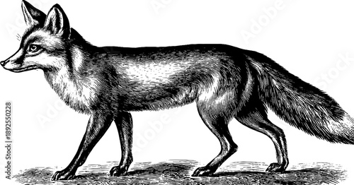 Vintage botanical engraving of fox in forest - 19th century side view illustration