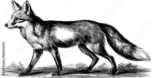 Vintage botanical engraving of fox in forest scene, side view