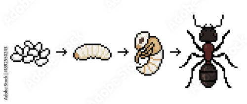 Illustration showing the life cycle of an ant, from eggs to larva, pupa, and finally an adult ant.