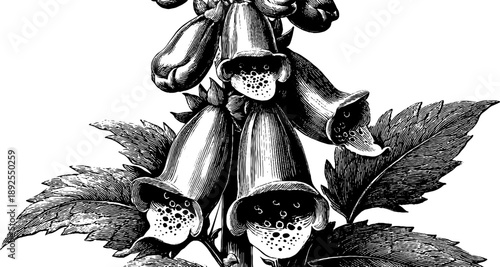 Poisonous foxglove plant spike in vintage botanical engraving for design and decor