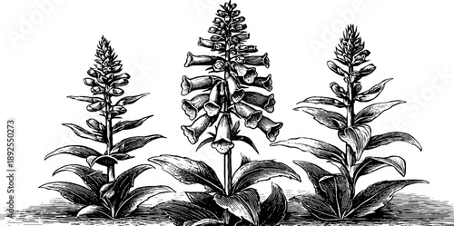 Foxglove botanical illustration with engraved spike design for nature study or decor