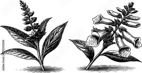 Foxglove poisonous plant spike vintage botanical design