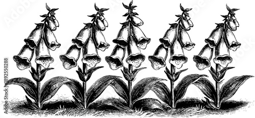 Vintage botanical engraving of foxglove, poisonous plant spike design