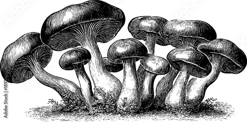 Microscopic fungal spores vintage botanical diagram for scientific study and design