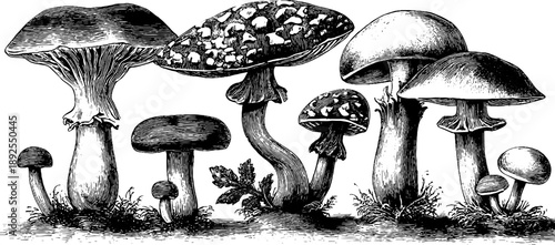 Vintage botanical engraving of fungi life cycle for educational design and scientific illustration