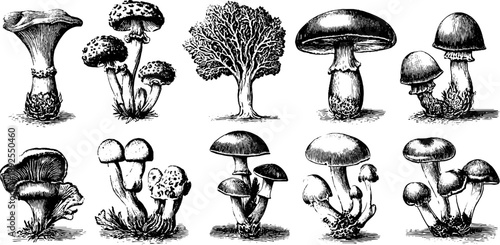 Microscopic fungal spores diagram with vintage botanical engraving for educational and scientific design
