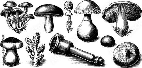 Detailed 19th-century vintage fungi anatomy study for botanical exploration