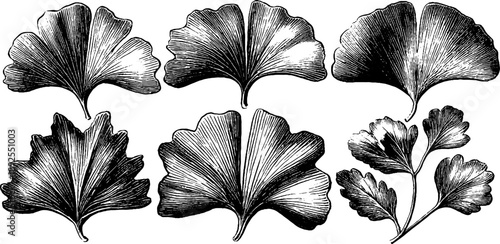 Vintage ginkgo leaf fan shape study from 19th century botanical engraving