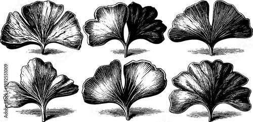Vintage botanical study of ginkgo leaf fan shapes from 19th century engraving