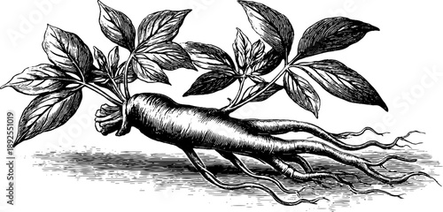Ginseng root botanical study from 19th century medicinal engraving