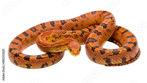Wallpaper Mural Orange and black patterned corn snake coiled isolated PNG with Transparent Background Torontodigital.ca