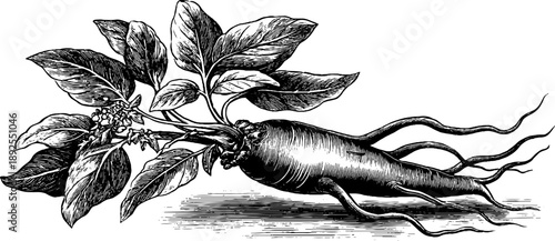 Ginseng root botanical study engraving - vintage 19th century medicinal illustration for herbal research