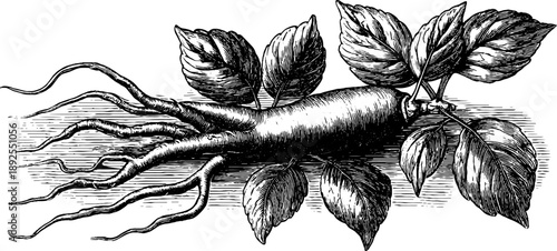 Ginseng root botanical study engraving - 19th century medicinal plant