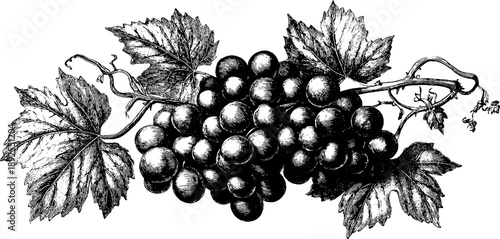 Vintage botanical engraving of grape cluster - perfect for retro food ingredient design