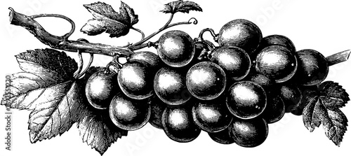 Vintage botanical engraving of grape cluster with leaves for design and prints