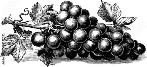 Vintage botanical grape cluster engraving for design and decoration