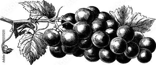 Vintage botanical grape cluster engraving for retro design projects