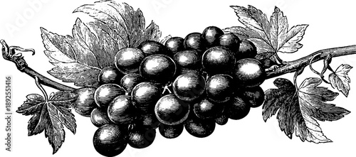 19th century vintage botanical grapevine engraving for retro design and decoration