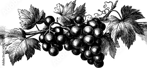 Botanical engraving of 19th century grapevine with cultivated crop details