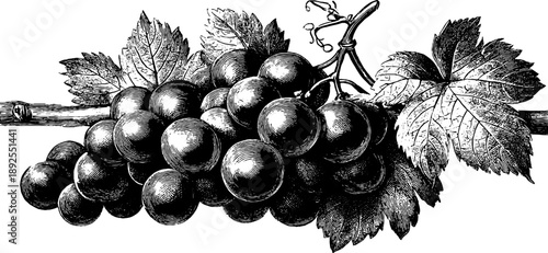 Vintage botanical grapevine engraving from 19th century for design and decoration