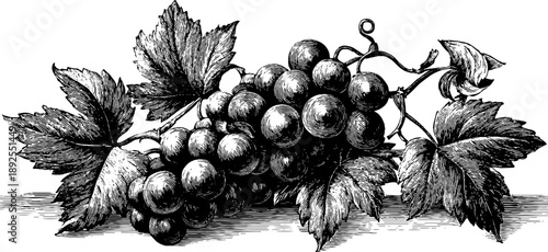 Vintage grapevine botanical engraving from 19th century - perfect for retro design and decor