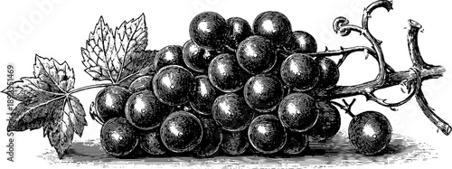 Vintage botanical engraving of grapevine cultivated crop from 19th century