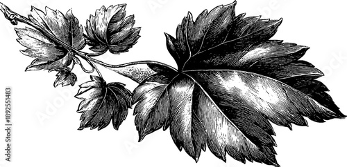 Grapevine leaf botanical study vintage design for print and poster