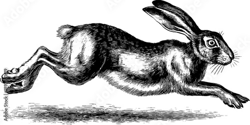 Vintage hare running motion study botanical engraving from the 19th century