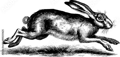 Hare motion study in vintage botanical style for historical art and design