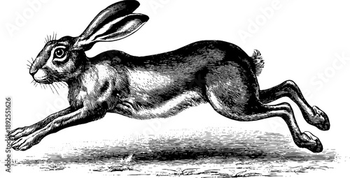 Hare running motion in vintage botanical engraving for retro design